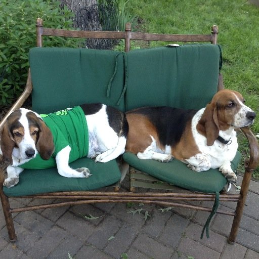 palioso76's profile picture. Dog walker