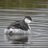 birdsong4deb's profile image