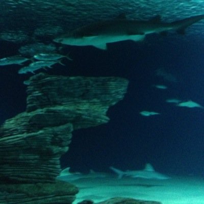 anaalosa's profile picture. 