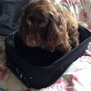 Carol Paul - @Paul2Carol - Twitter