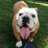 WillowBulldog's profile image