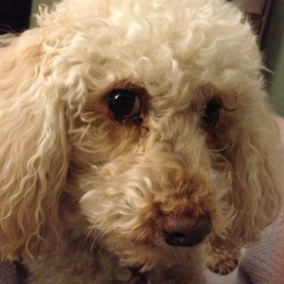 Threads & Insta: leroy_s._dog Post: https://t.co/Eq1BKbLsDp Just a dog with a dream: Convince the American Kennel Club to recognize the Brooklyn Schnorrer.