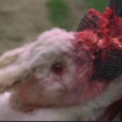 montypython_bun's profile picture. Leader of the bun revolution