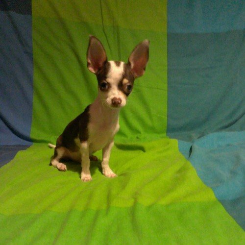 afercil's profile picture. 