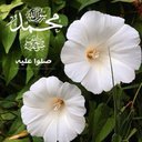 صلوا على الحبيب ﷺ (@11Islam5) Twitter