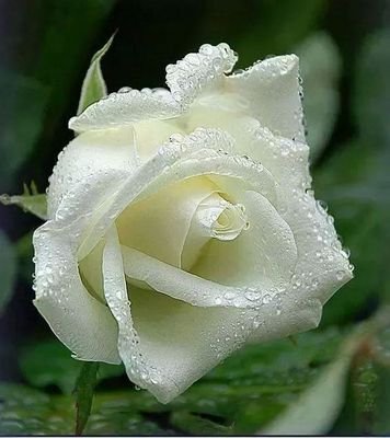 luisbaol82's profile picture. 