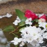 piyo_change's profile picture. ※お声掛け頂く際、現地交換以外の初回はプロカ必読。※ 成人済25↑。チケット、グッズ等の交換用のアカウントです。お取引成立次第ツイートは基本削除致します。よろしくお願い致します。【現在リプライ、DM共に通知されないケースが増えております。 24時間経過しても返事が無い場合はお手数ですが再度ご連絡頂けますと幸いです。】