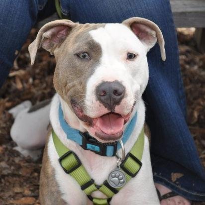Pitbull lovers, follow us if u love them