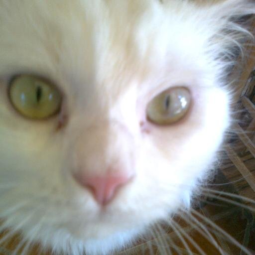 FatKimo's profile picture. Just another guy that watches too much youtube and twitch.