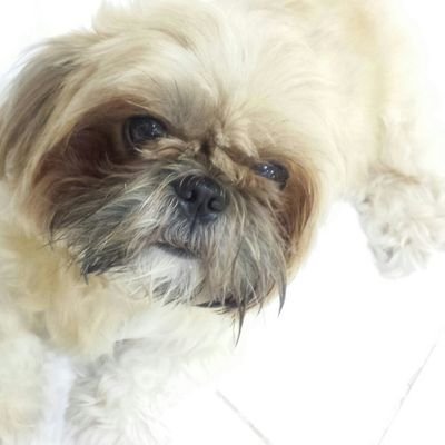 MyDaisylife's profile picture. My name is Daisy, a cute shih tzu mother of three ^_^
