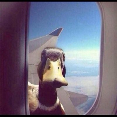 NegroLeDuck's profile picture. I'm a lonely black duck, willing to go to a good home. Ive been searching for my father for all of my life after he left me at birth #findnegrosdad