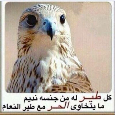 Saudi Arabia . Bisha أحب البساطة
حكمتي في هذه الحياة ( الأصدقاء الحقيقون يصعب إيجادهم، يصعب تركهم، ويستحيل نسيانهم )