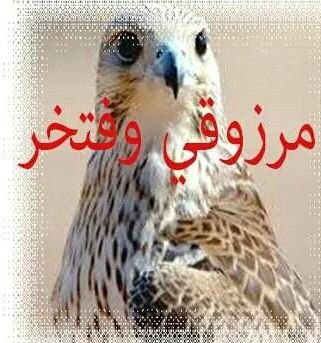 ‏مجاهداحمدمحمد ال مرزوق/   اليمن صنعاء 053339216