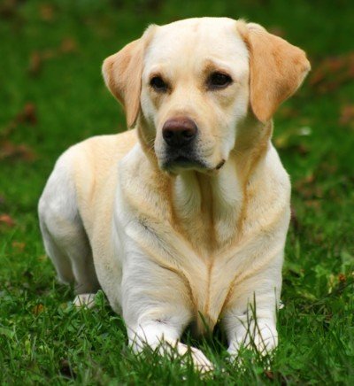 edogbreeds's profile picture. Encyclopedia of Dog Breed,Looking Large Dog Breeds, Medium Dog Breeds,Small Dog Breeds here A complete list  dog breeds all over the World,