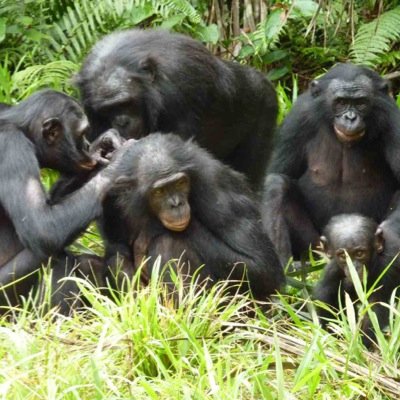 Fear the banobos. Fight the humans.We are banobos.We are love.We are life. We love @carlosreacts . //We are really banobos tweeting in the Z.A 
#Banolos