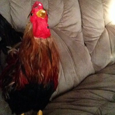 I am Larry the rooster. I'm badass.