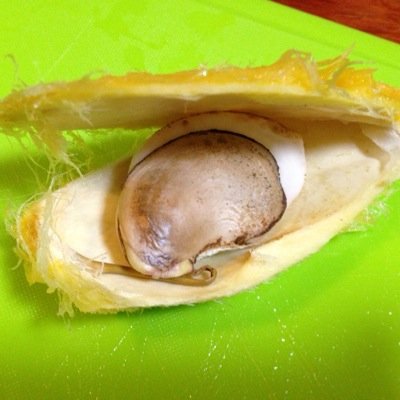 大好きなマンゴーを自分で育ててみたい！気まぐれマンゴー日記始めました → 日本の冬を乗り越えられず断念😢 → 将来的に専用温室の確保を検討中＞＞＞＞今はもっぱら英語勉強の為にTwitter閲覧中。 2021年の目標 TOEIC800点！（2018年630、2019年705、2020年700）→ 830点達成！