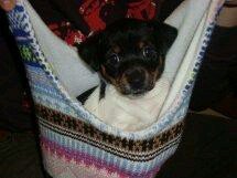 Im the big sister of @Chippy_McCain.I love him but he gets me in trouble and vanishes like a ninja! and I lurve chicken!