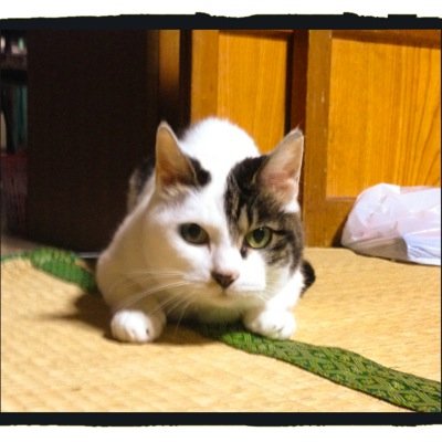 ゲーム・漫画・邦楽ロック・猫好きなインドア系厨二社会人。最近は呟き少なめ。 【漫画】Webから