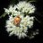 PabFormica14's profile image