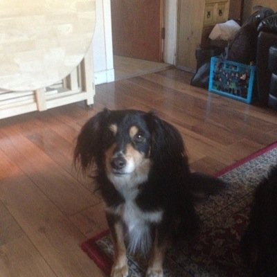 ganson_donald's profile picture. Love the Jambos 2 dogs