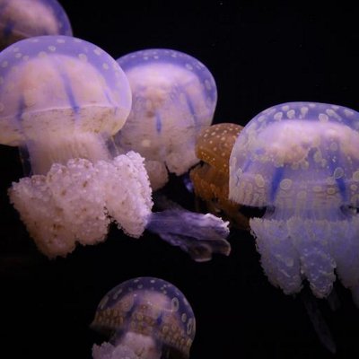しまじろう