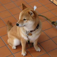haruo (@groove_with_me) 's Twitter Profile