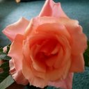 Terri Malone - @TerriTsmalone - Twitter