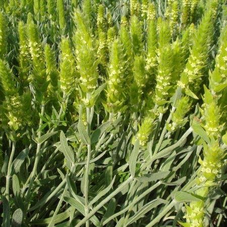 MursalskiTea's profile picture. http://t.co/xCogb2lwZo
Mountain tea – Sideritis scardica –The Bulgarian Viagra