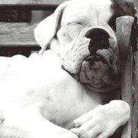 Penny Pitts Mitchell (@mpandmu) 's Twitter Profile