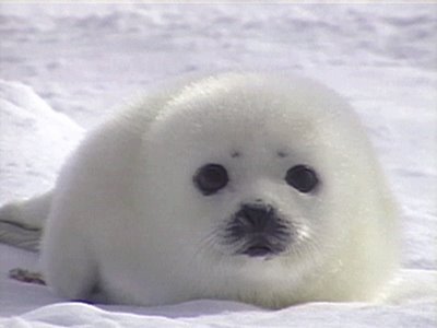 Un Bebe Phoque Dieufabio Twitter
