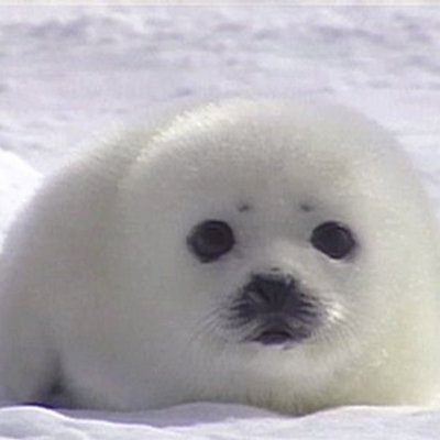 Un Bebe Phoque Dieufabio Twitter