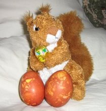 Crazy squirrel...