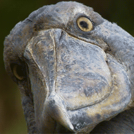 OhReallyNowDuck's profile picture. Oh really?