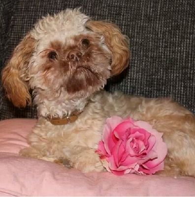 hii.... we are @xbaileysemmyx and @Alissa010. we love Bailey!! she is the sweetest dog ever! we love Bailey forever!! So follow all the news about Bailey