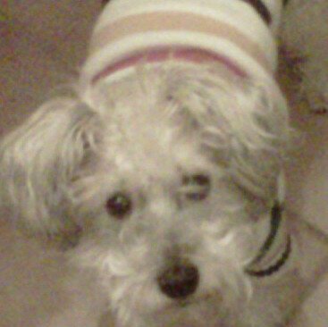 SayedaJamal's profile picture. 