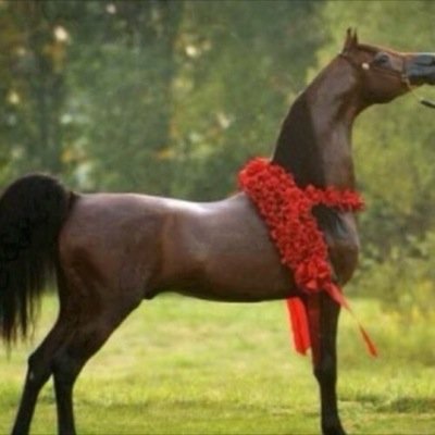 shahad20021423's profile picture. 