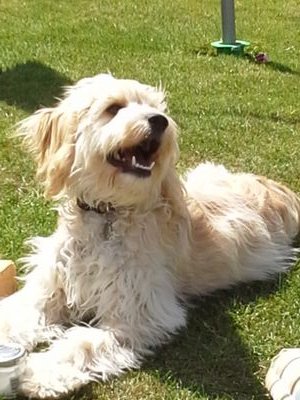 Dottydoodots's profile picture. Dotty by name, dotty by nature...just like my mum!