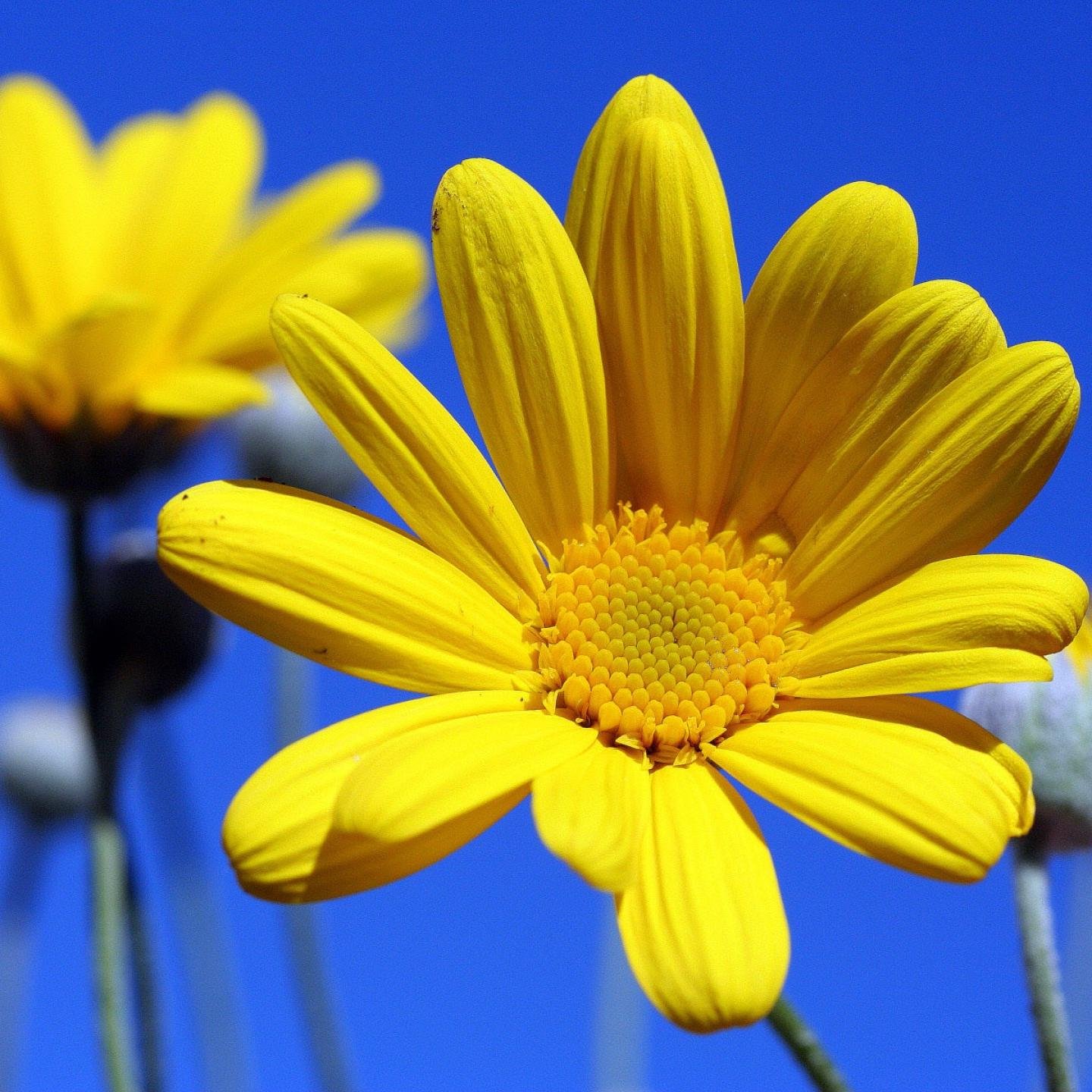 OMolodovska's profile picture. 