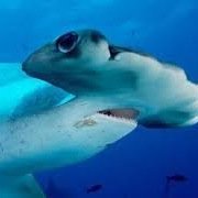 sharckfatcs's profile picture. Your number one source for #SharkFacts!