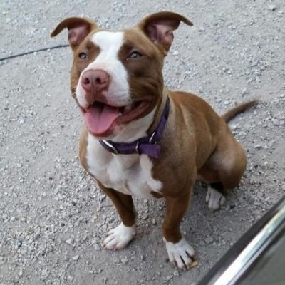 Big_Homie_Q's profile picture. 