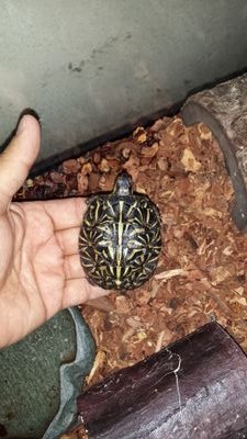 Sparky & Sunny
They are Florida Box Turtles
USA - South Florida