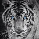 Isaac larson - @Alpha_Dog_2025 - Twitter