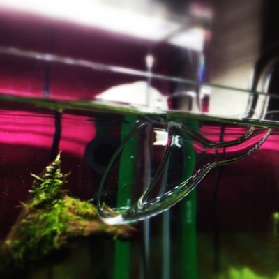 lily_lyli_aqua's profile picture. 数年ぶりにアクアリウム熱がパンデミックです ツイッターから始めてみます 30Hひとつですが仲良くしてください