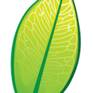 An @NCEAS @iPlant working group developing standardized workflows, informatics solutions to integrate, access, and discover the worlds botanical data
