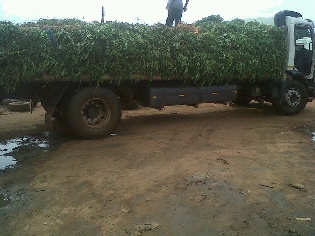 Suppliers of Farm Inputs (Seeds), Farm Tools & Equipment,  Cassava Cuttings, Sweet Potato Vines OPV Maize, Sorghum etc. Email: supremacysuppliers@yahoo.com