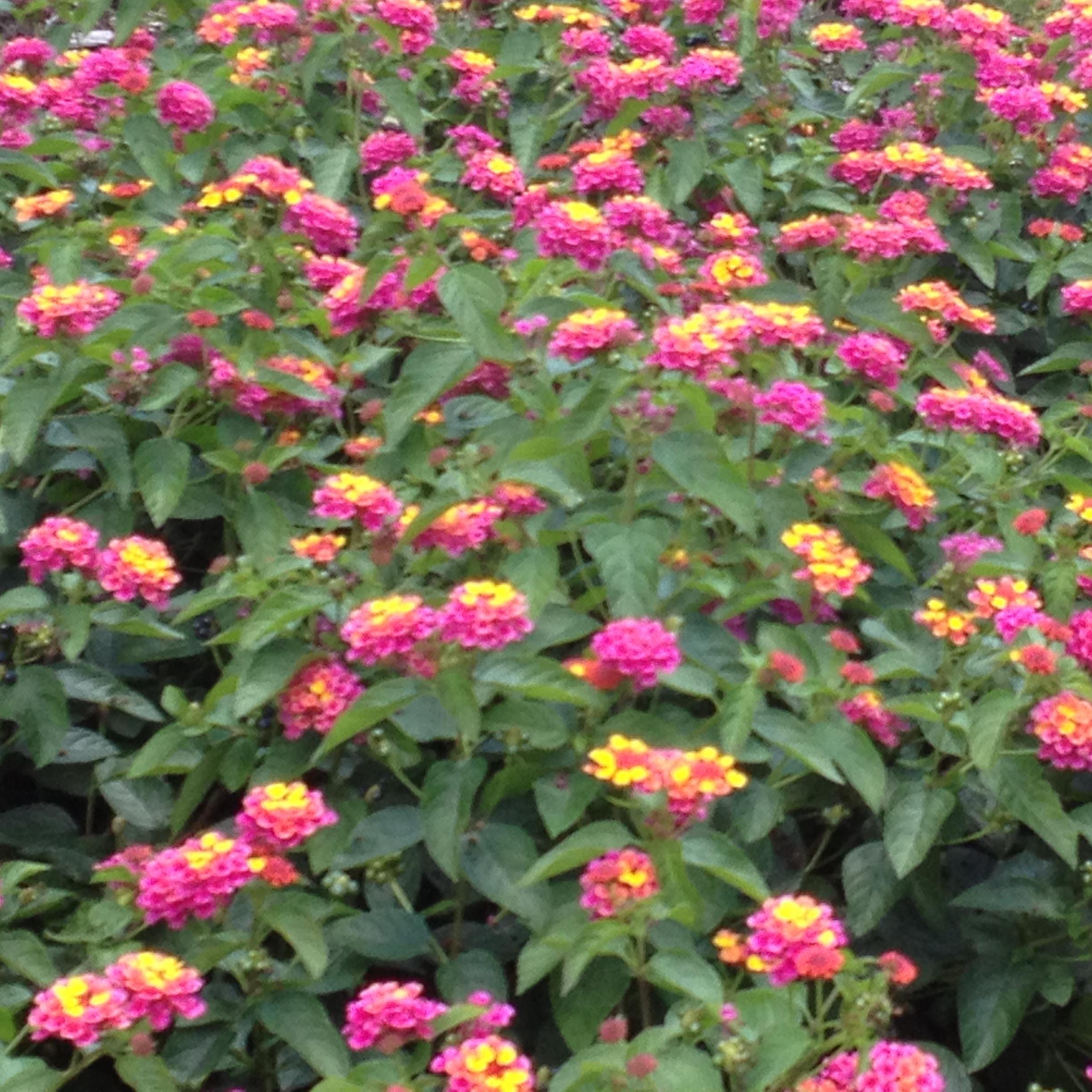 nrgiove's profile picture. 