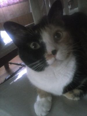 I'm a beautiful friendly Calico cat purrs follow me I'm a cat into cats =^··^=