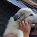 PETA SUPPORTERS (@petasuppprters) Twitter profile photo PETA SUPPORTERS (@petasuppprters) Twitter profile photo