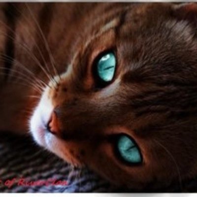 Red/brown tom with cyan eyes.Seen enough pain in this world to hate it, but seen enough innocents die abd suffer to give it up. #56moons #single #silverhearts